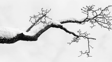 The contrast of a gnarled tree branch against a blank canvas of snow evokes a sense of bleakness. Black and white art