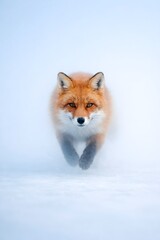 A captivating red fox with striking orange fur and piercing eyes is captured mid-stride, emerging from a soft, ethereal white and blue snowy landscape, conveying both grace and determination.