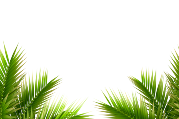 green tree palm leaves frame on white