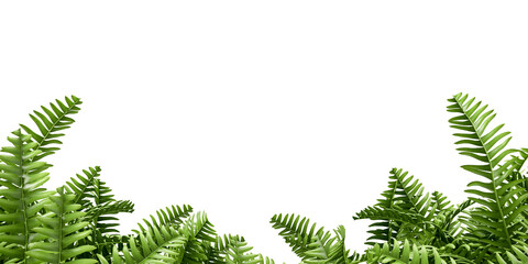 frame of green fern leaves on white