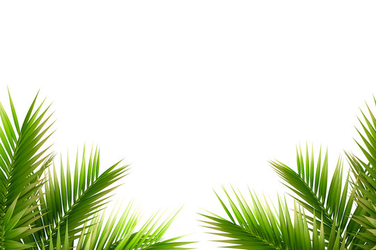 green tree palm leaves frame on white