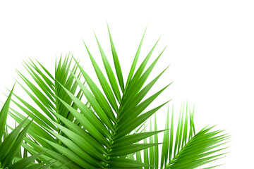palm leaf isolated on white
