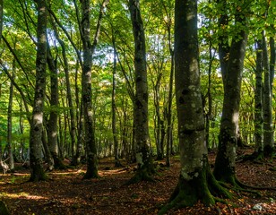 Obraz premium Dense forest with tall trees