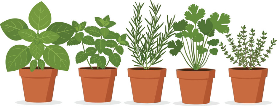 Potted Culinary Herbs Flat style illustration of 5 herb pots basil mint rosemary cilantro and thyme