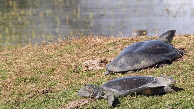 full shot of two Indian softshell turtle or Ganges softshell turtle or Nilssonia gangetica pair basking in sun in winter season a vulnerable species at keoladeo national park bharatpur rajasthan India