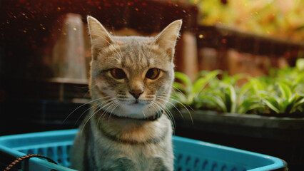 Adorable photos of cats in a flower garden. Keeping pets at home reflects the happy life and well-being of cats.