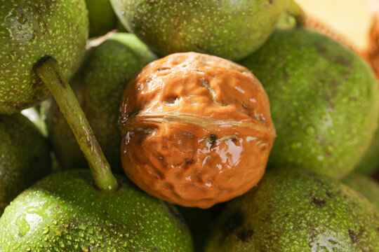 Fresh Green Walnuts with Open Shell and Tender Kernel