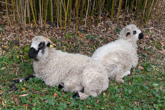 Nancy, France - November 20th 2025 : View of two Th&ocirc;nes et Marthod sheeps lying in the grass in an enclosure in a Park in Nancy.
