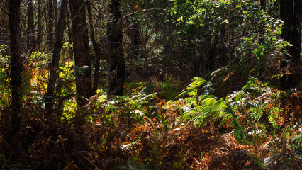 Foug&egrave;res vertes, dans la for&ecirc;t des Landes de Gascogne