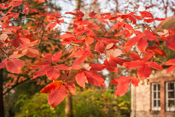 Acer maximowiczianum - Nikko-Ahorn Herbstf&auml;rbung Detail Ast mit Bl&auml;ttern