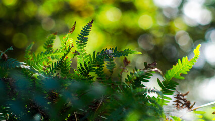 Foug&egrave;res vertes, dans la for&ecirc;t des Landes de Gascogne