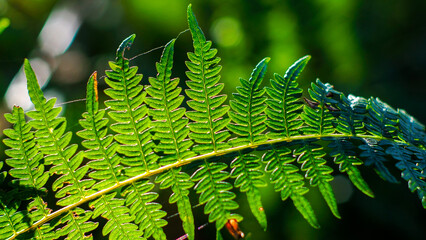 Foug&egrave;res vertes, dans la for&ecirc;t des Landes de Gascogne