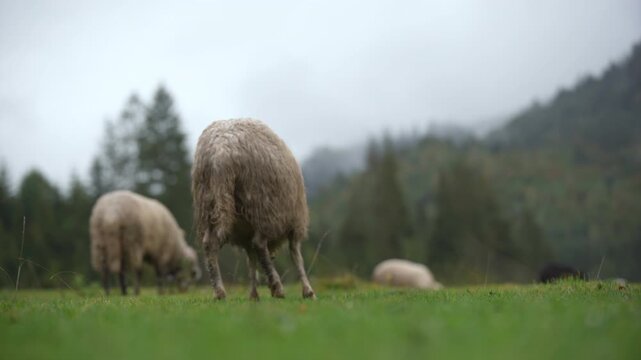 Single sheep grazing misty meadow, woolly ewe in close profile with distant flock and rolling pine ridges shrouded in fog, quiet mountain shepherding vibe