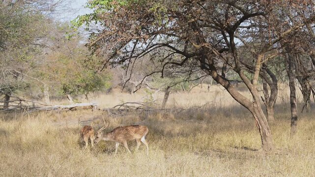 wide shot of relaxed Wild female Spotted deer Chital or Cheetal or axis axis herd or group feeding grass in winter season morning light at ranthambore national park forest reserve Rajasthan India
