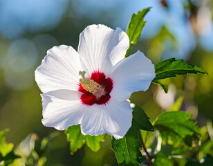 식물-꽃-무궁화-무궁화꽃-무궁화잎-한국꽃