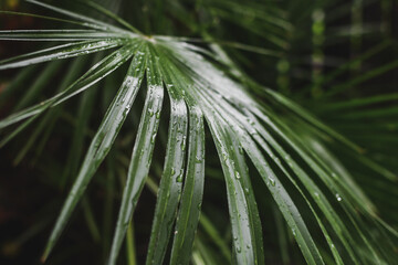 Tropical Palm Leaf with Water Droplets. Selective focus. 
