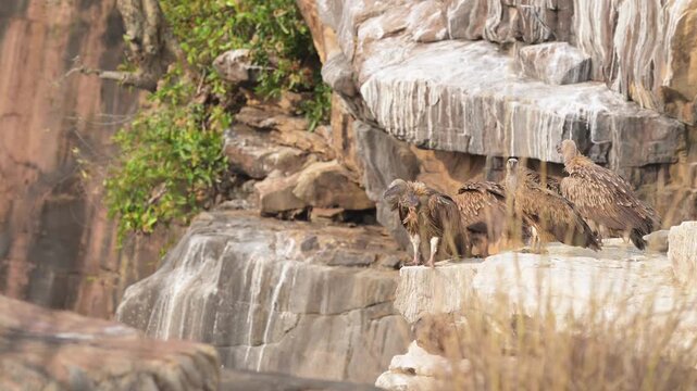 Flock of Himalayan griffon vulture or Gyps himalayensis preening wings nesting site perched in strong wind blast edge of cliff in winter season safari panna national park forest madhya pradesh india