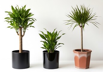 A vibrant trio of indoor potted plants featuring various dracaena varieties against a clean white background