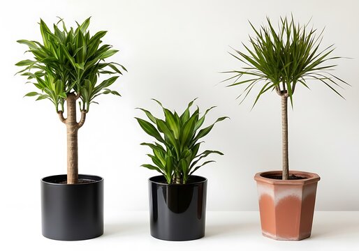 A vibrant trio of indoor potted plants featuring various dracaena varieties against a clean white background