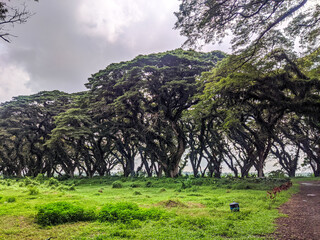 De Djawatan Forest is a popular tourist destination in Banyuwangi. It offers the beauty of tall trembesi trees that stretch upwards, forming a cave-like shape. 