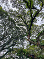 Enchanting canopy of towering trembesi trees in De Djawatan Forest, Banyuwangi, creating a lush green tunnel with a mystical atmosphere and serene natural charm.