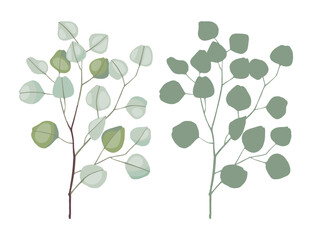 Eucalyptus silver dollar branch vector