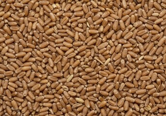 Fototapeta premium A close up abstract view of uniform dried wheat kernels spread out creating a seamless texture and earthy blank background ,material ,pattern ,full frame