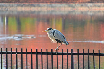 池のフェンスにとまったアオサギ