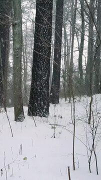 Vertical shot of serene woodland landscape on edge of snowy mixed forest with snow covered pine tree trunks and leafless deciduous trees at winter day with heavy snowfall. Wintry natural background.