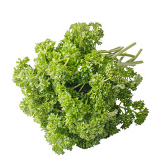 Curly Parsley is a leafy herb that grows like a small shrub isolated on a white background