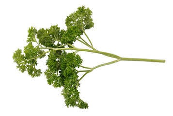 Curly Parsley is a leafy herb that grows like a small shrub isolated on a white background