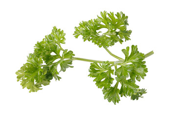 Curly Parsley is a leafy herb that grows like a small shrub isolated on a white background