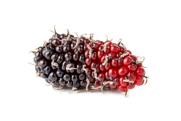 A mulberry, a type of edible berry that grows on trees of the Morus genus, isolated on a white background