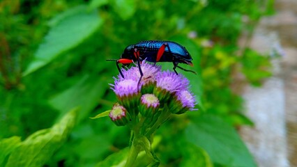 Fototapeta premium The insect in the photo is a Leaf Beetle from the genus Sagra, or what is often known as the Frog-legged Beetle.