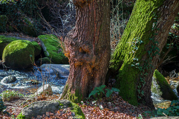 Marta Ravine of Valdastillas, Jerte Valley, Caceres, Extremadura, Spain