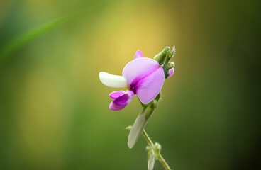 A delicate pink and white flower blooms gracefully on a slender stem against a soft green-yellow background.