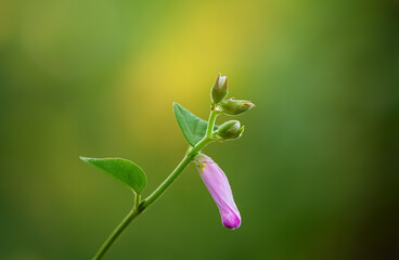 A slender green stem holds a single pink bud and several unopened green buds against a soft background.