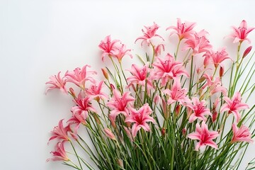 Beautiful pink and white tulips bloom in a vibrant green grass field, capturing the natural floral beauty of a spring garden blossom with colorful petals and fresh flora in a sunny summer meadow