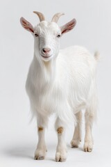 Obraz premium Calm white goat isolated on a clean white background with soft lighting