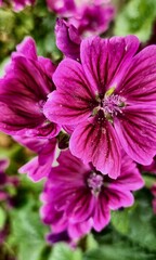 Malva arborea tree mallow