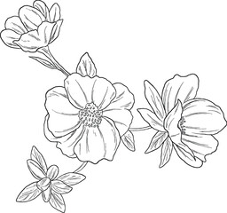 Portulaca Flower Botanical Sketch Hand Drawn Vintage Floral Illustration