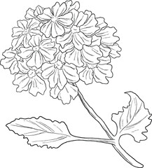 Verbena Flower Botanical Sketch Hand Drawn Vintage Illustration