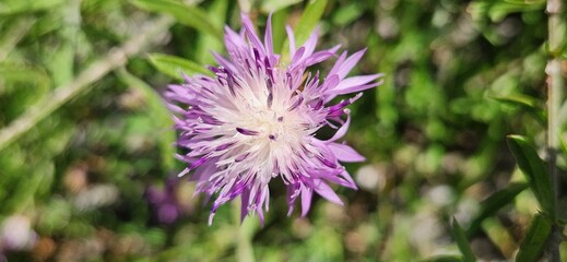 Centaurea aspera, rough star thistle