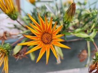 Gazania linearis gazania