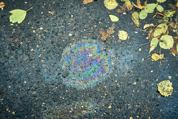 Colorful Oil Slick on Pavement With Fallen Leaves During Autumn
