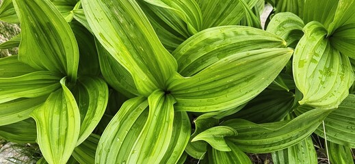 Veratrum album, white veratrum