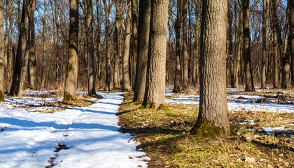 Sunny winter forest path