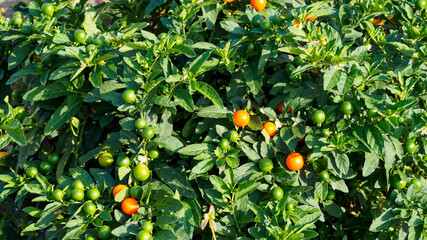 A Solanum pseudocapsicum bush with dense foliage and abundantly covered with green and ripe red berries