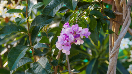 A delicate lilac-blue inflorescence of Mansoa alliacea on a branch