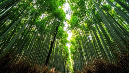 A stunning perspective looking up through a dense bamboo forest with sunlight filtering through the canopy.